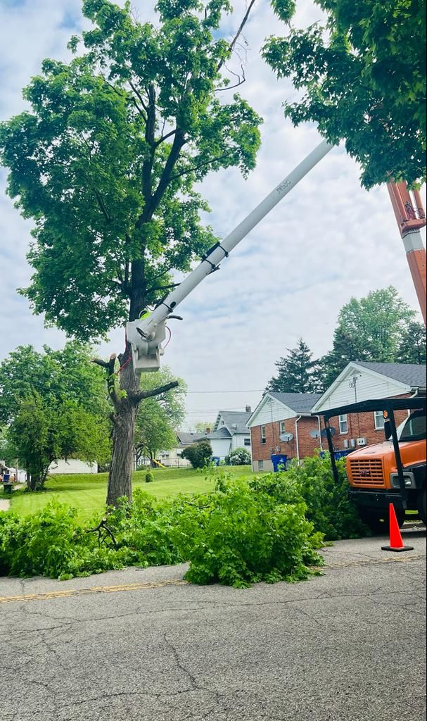 svc1 tree removal