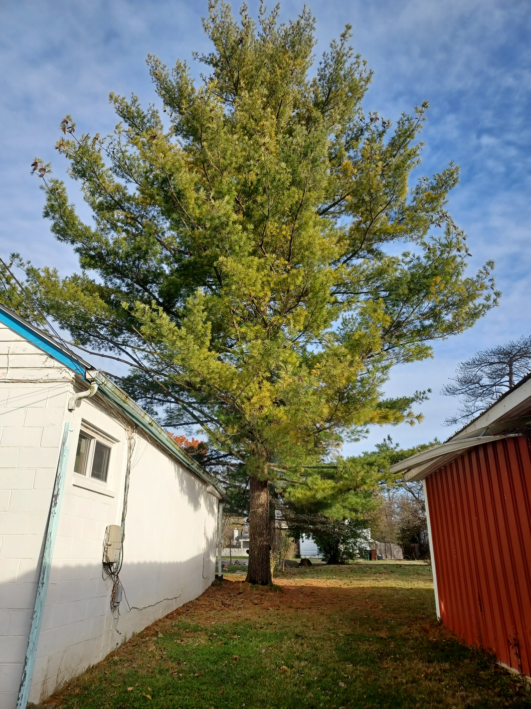 sld1 Tree Service