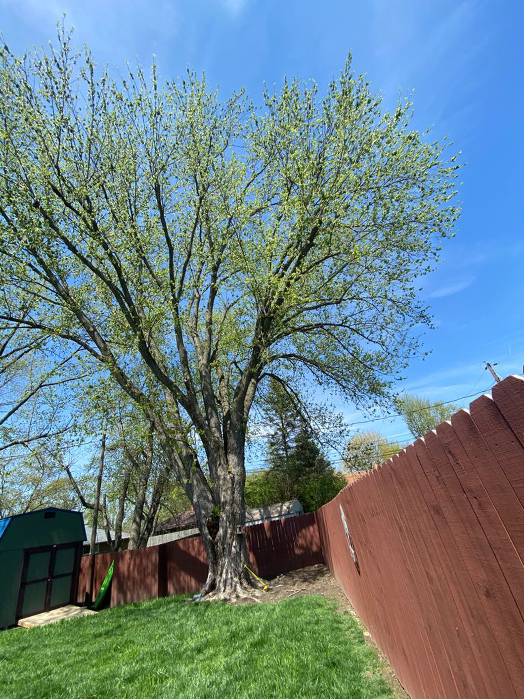 sld2 Tree Pruner