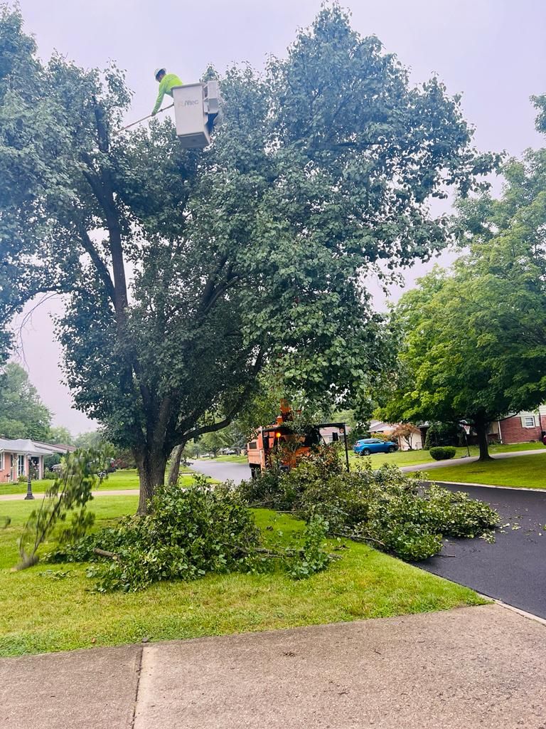 svc2 tree trimming